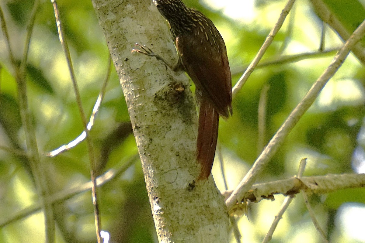 Ivory-billed Woodcreeper - ML633705282