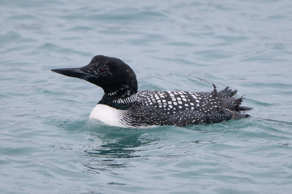 Common Loon - ML633705380