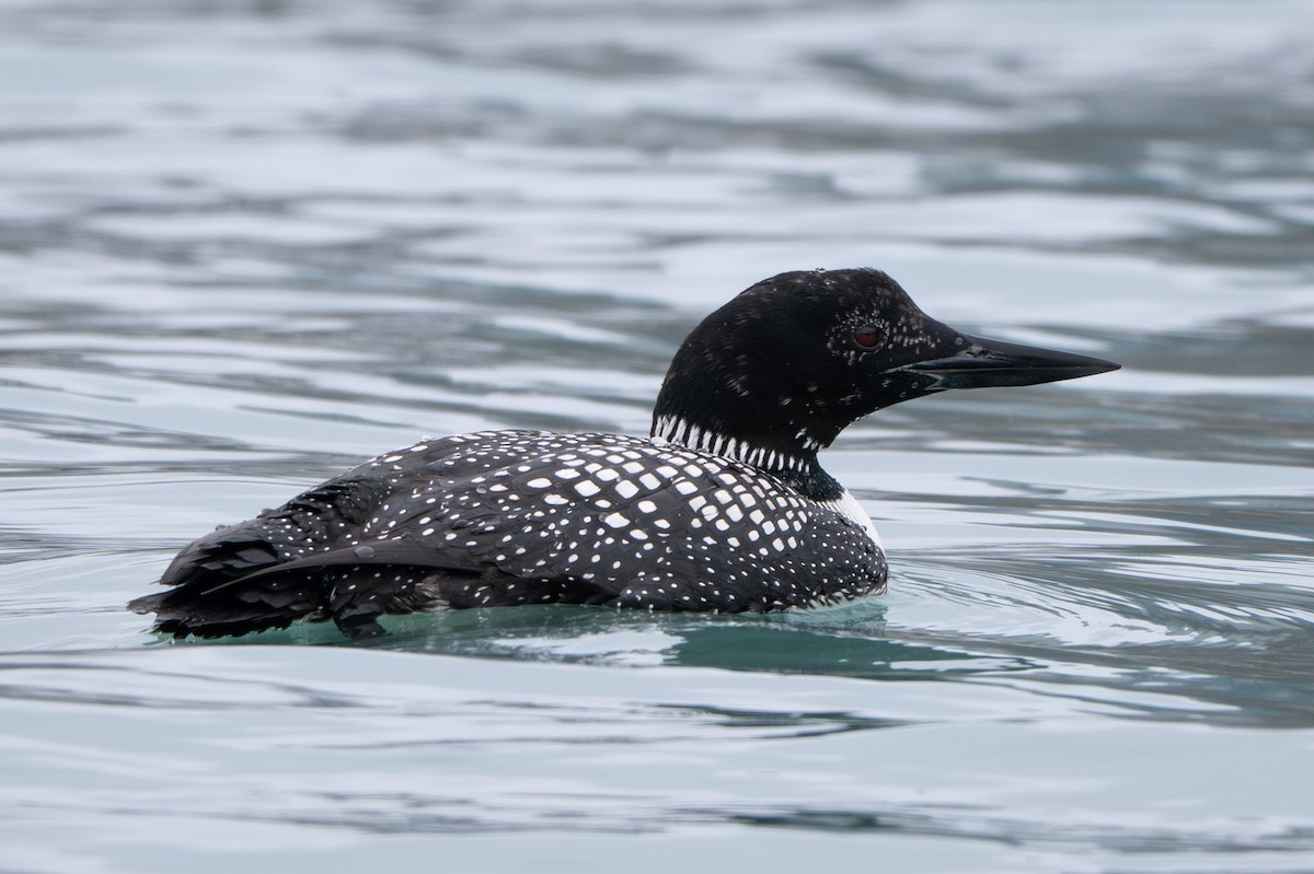 Common Loon - ML633705383