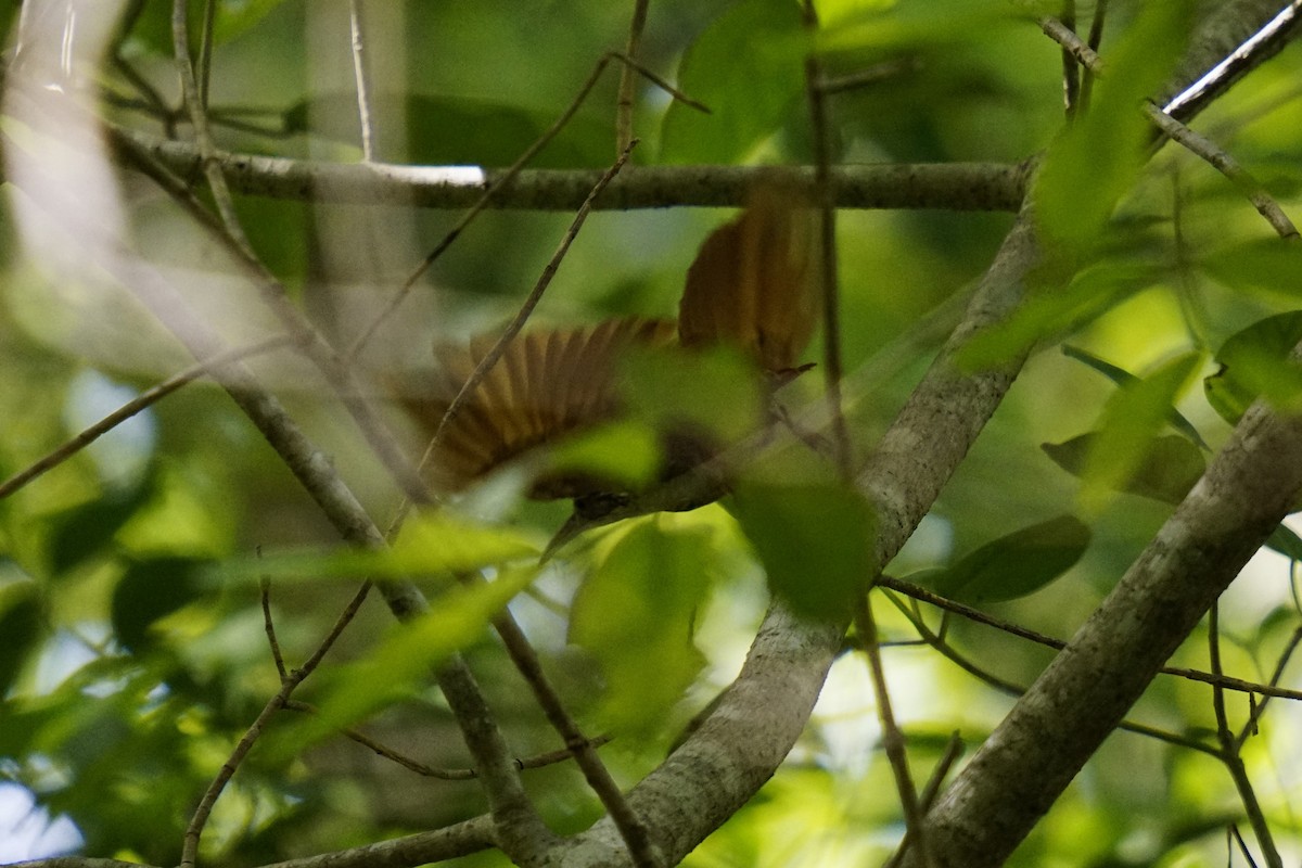 Ivory-billed Woodcreeper - ML633705449