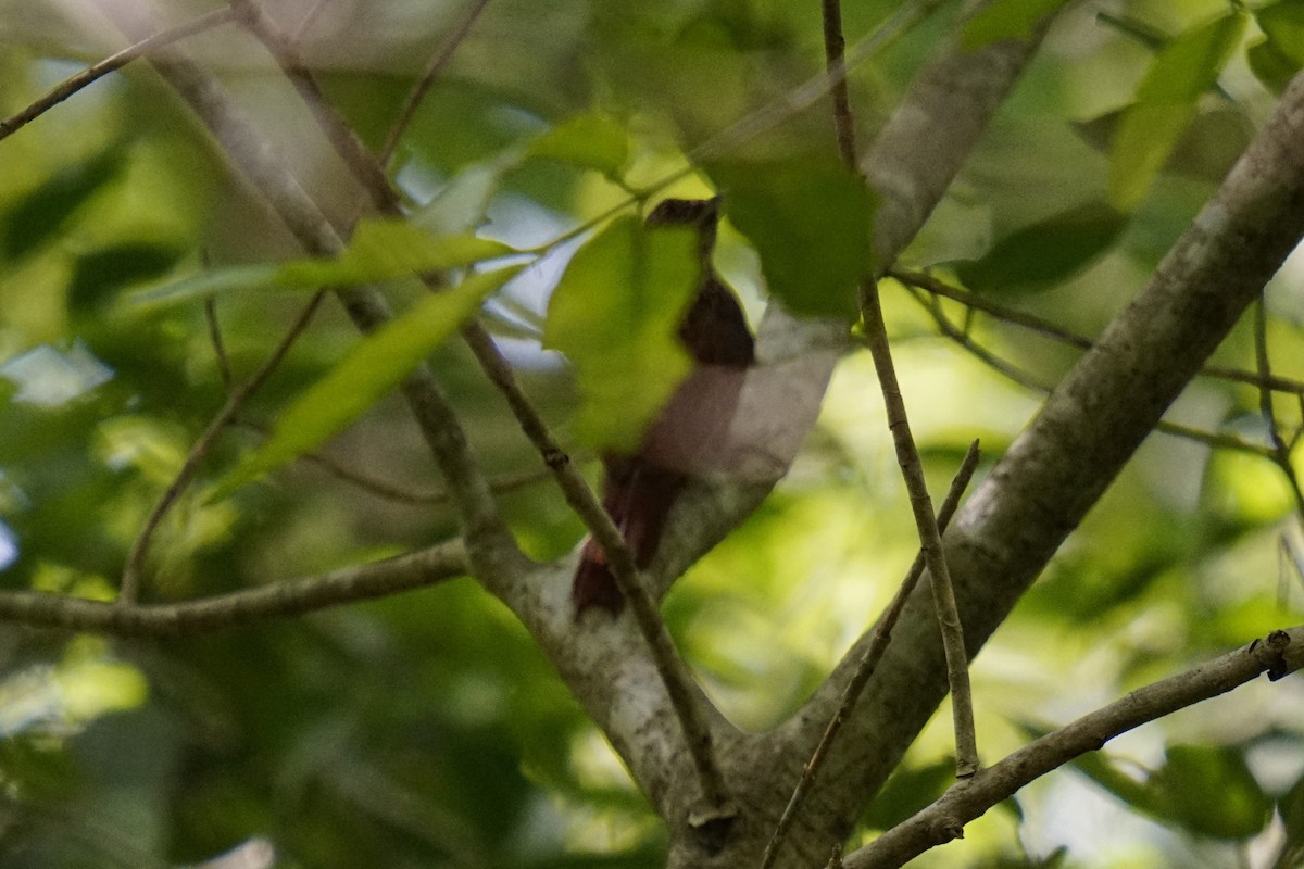 Ivory-billed Woodcreeper - ML633705450