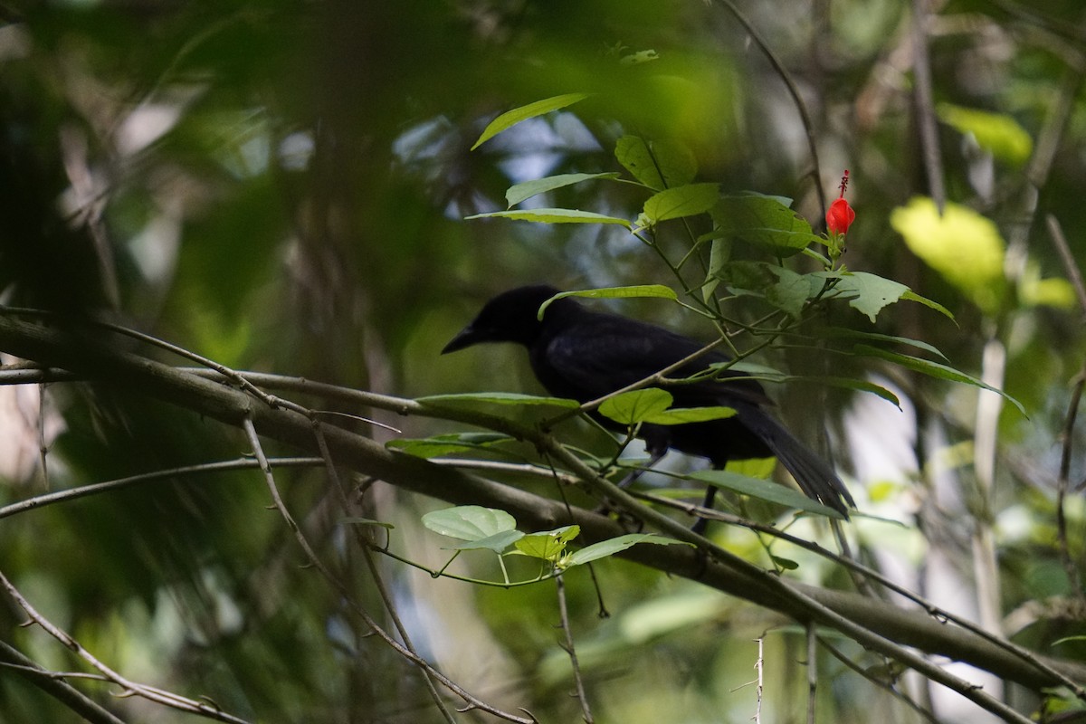 Black Catbird - ML633705458