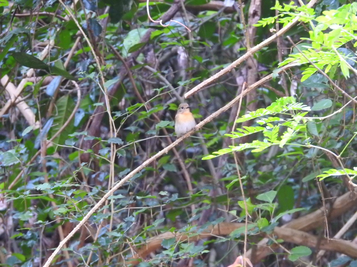 Chinese Blue Flycatcher - ML633705482