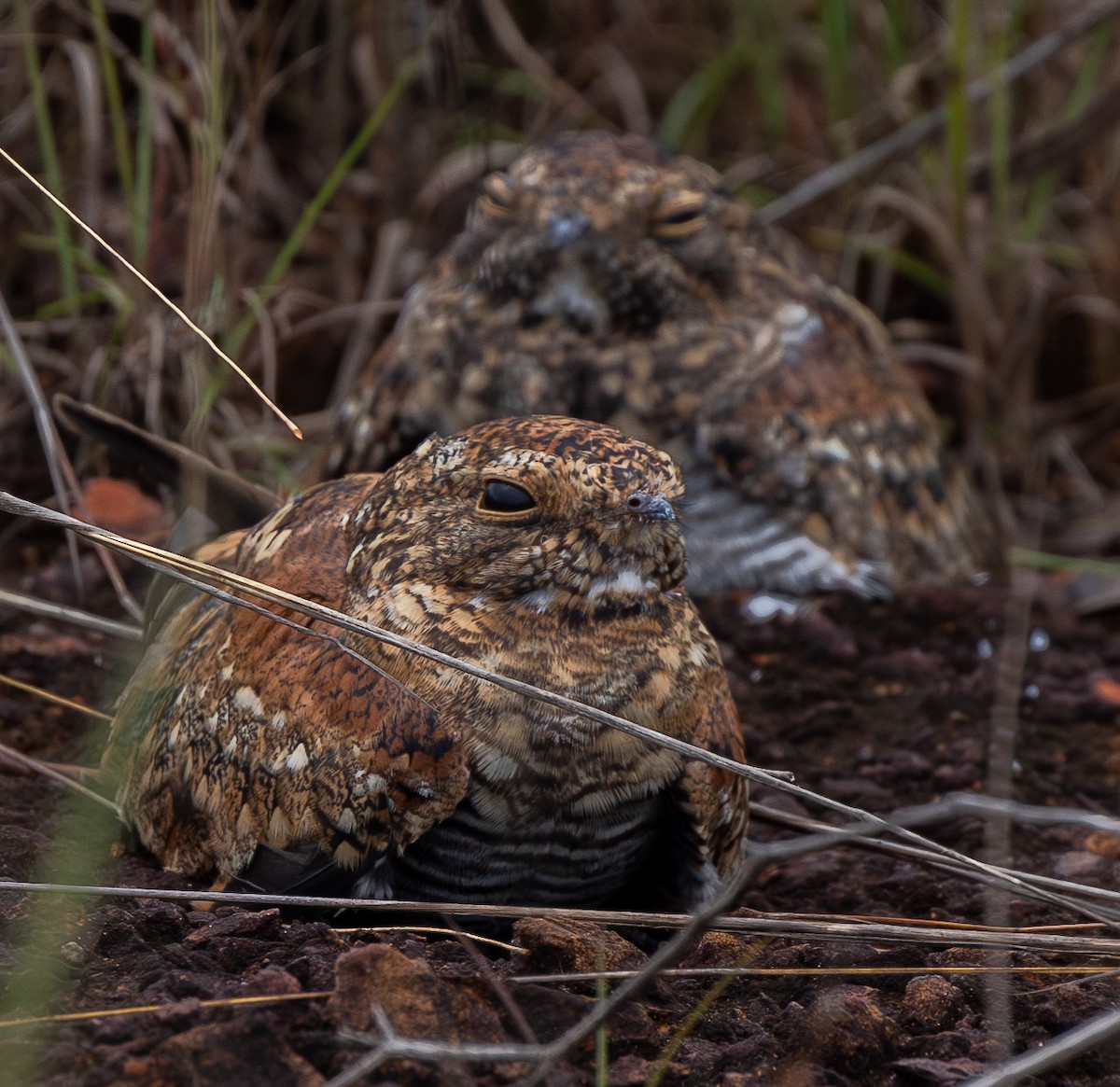 Least Nighthawk - ML633705663