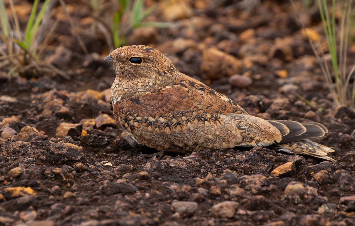 Least Nighthawk - ML633705665