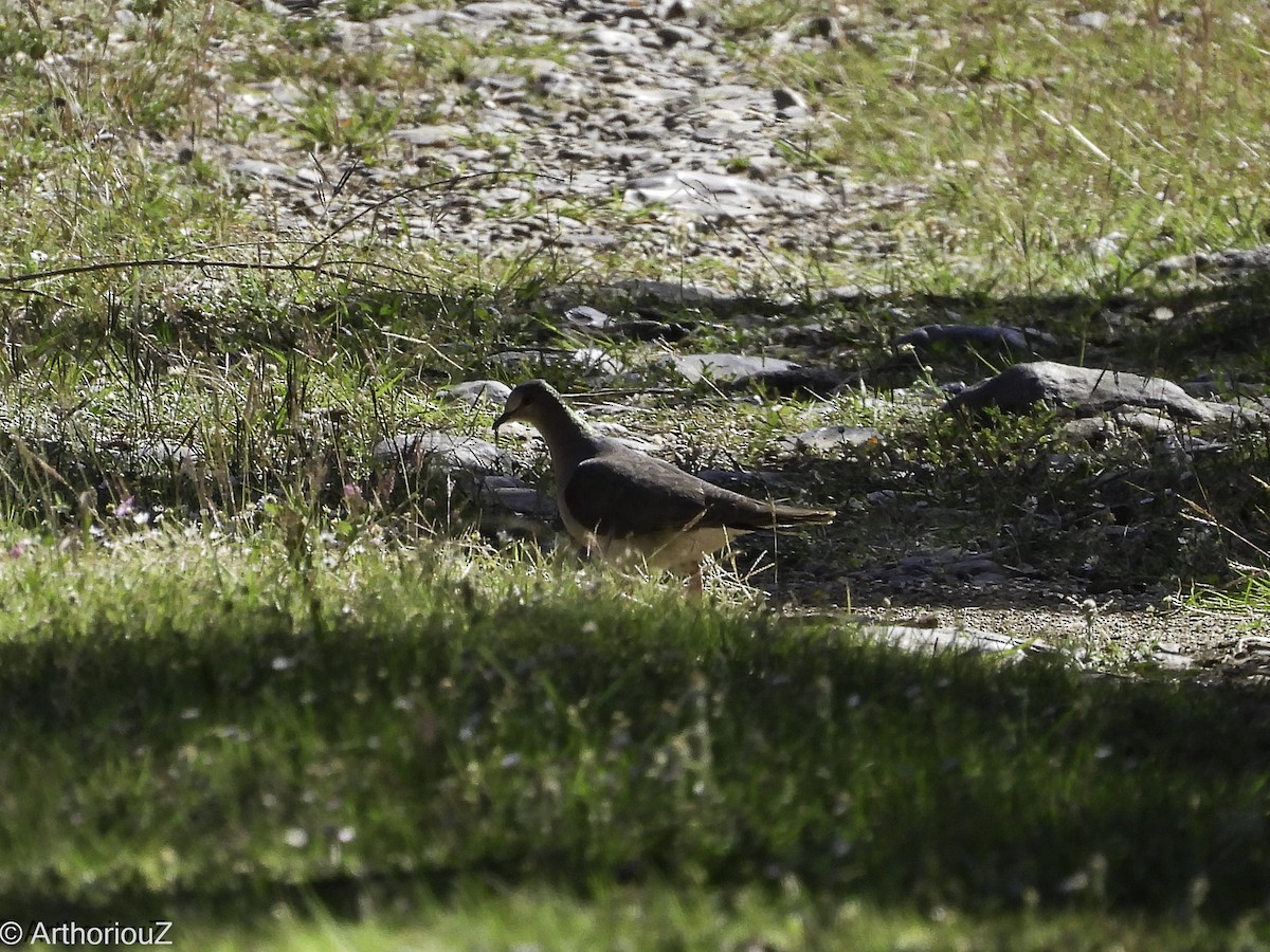 White-tipped Dove - ML633705713