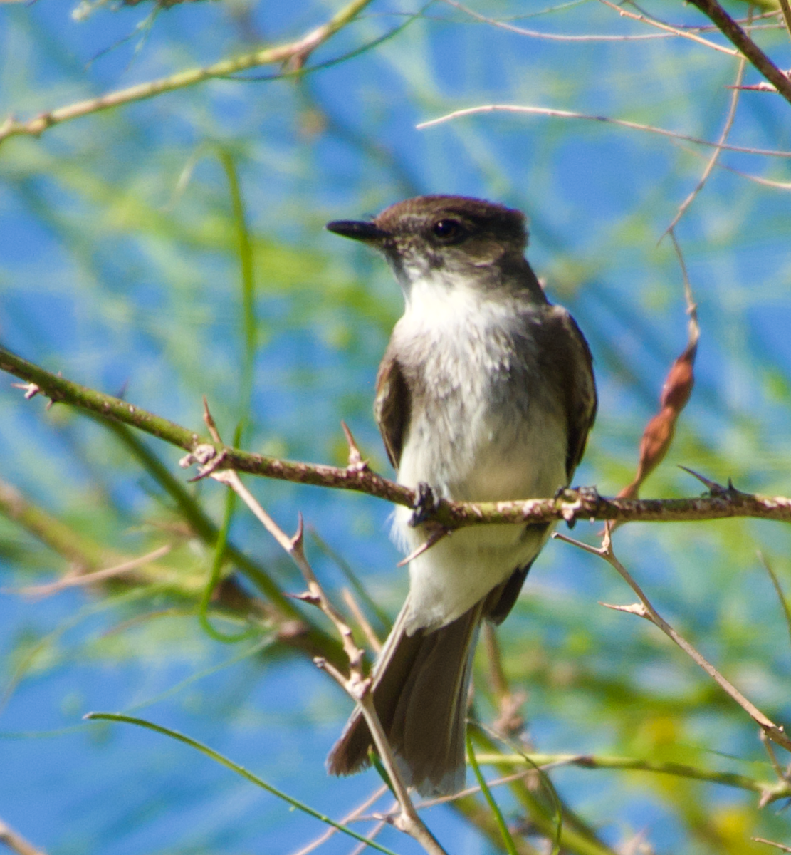 Eastern Phoebe - ML633706068
