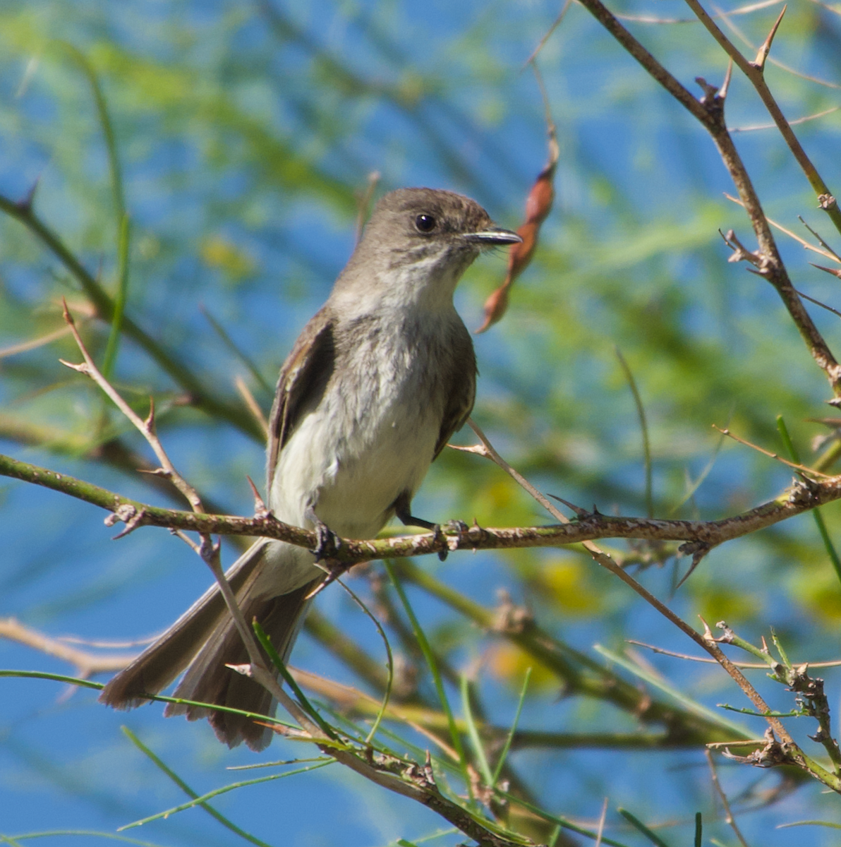 Eastern Phoebe - ML633706069