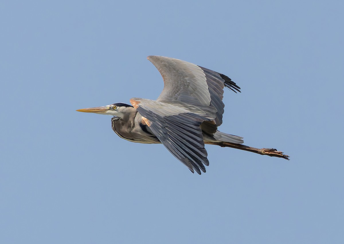 Great Blue Heron - ML633706316