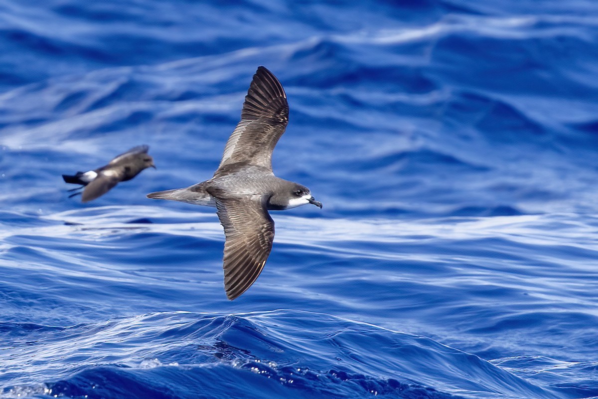 Collared Petrel - ML633706496