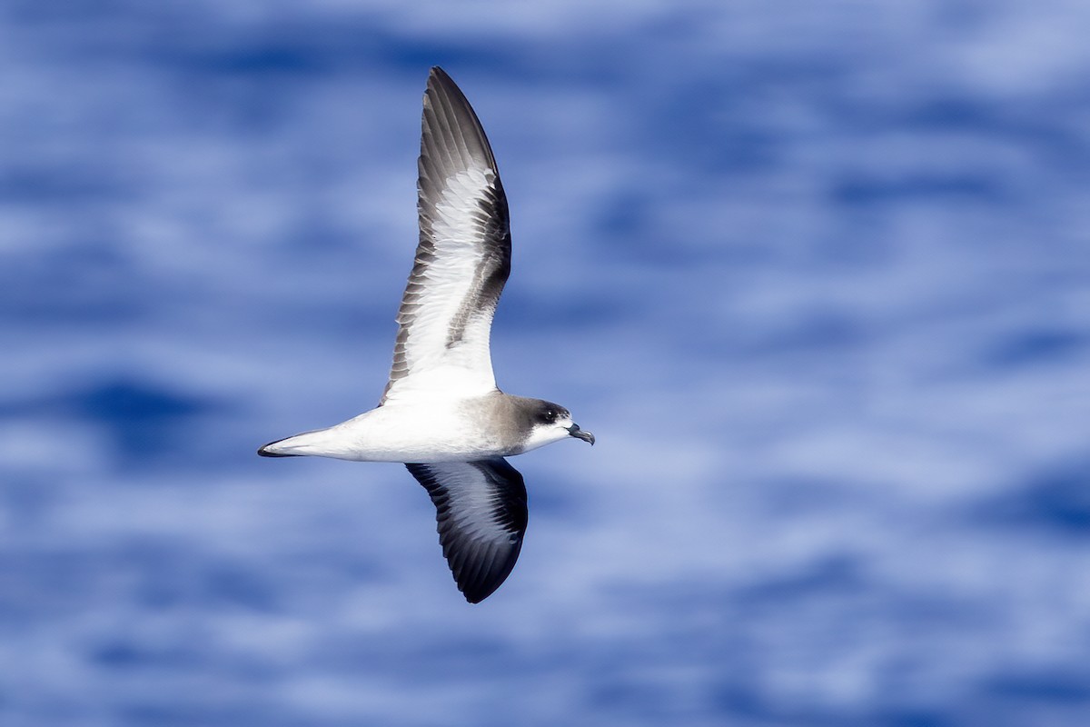 Collared Petrel - ML633706497