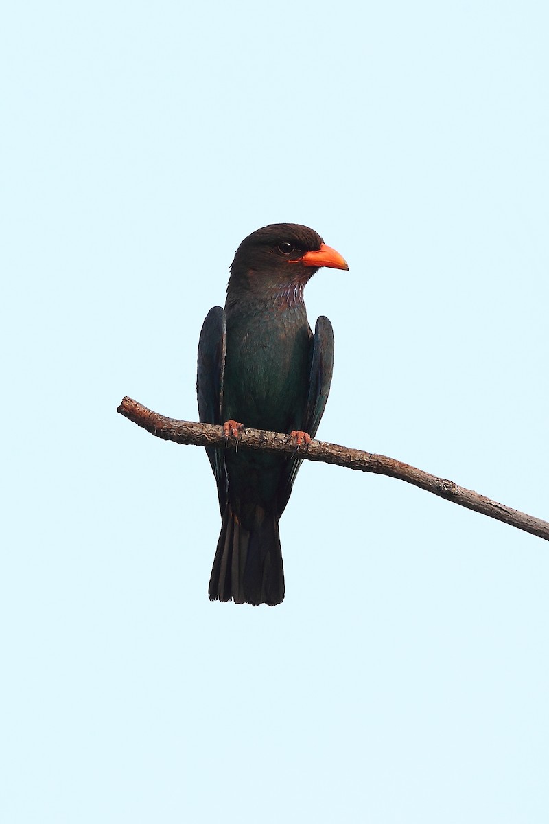 Dollarbird - ML633706602