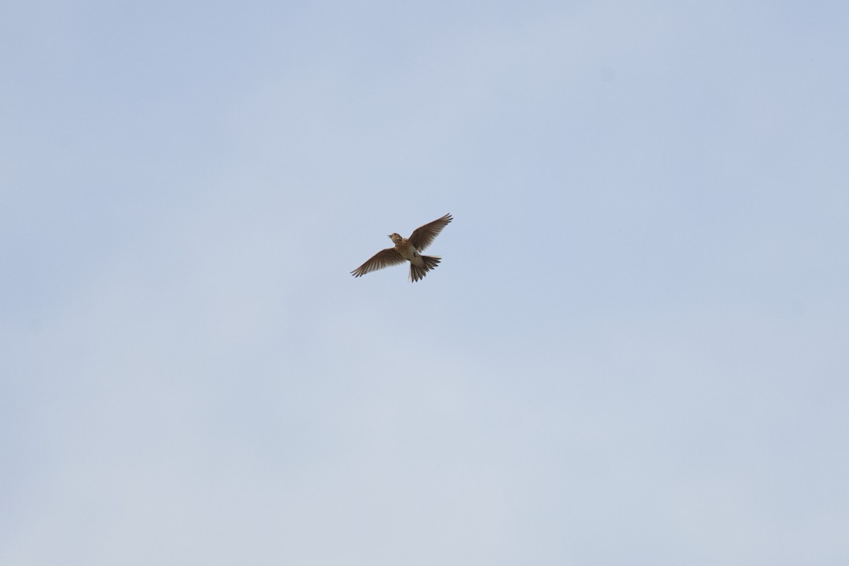 Eurasian Skylark - ML633706690