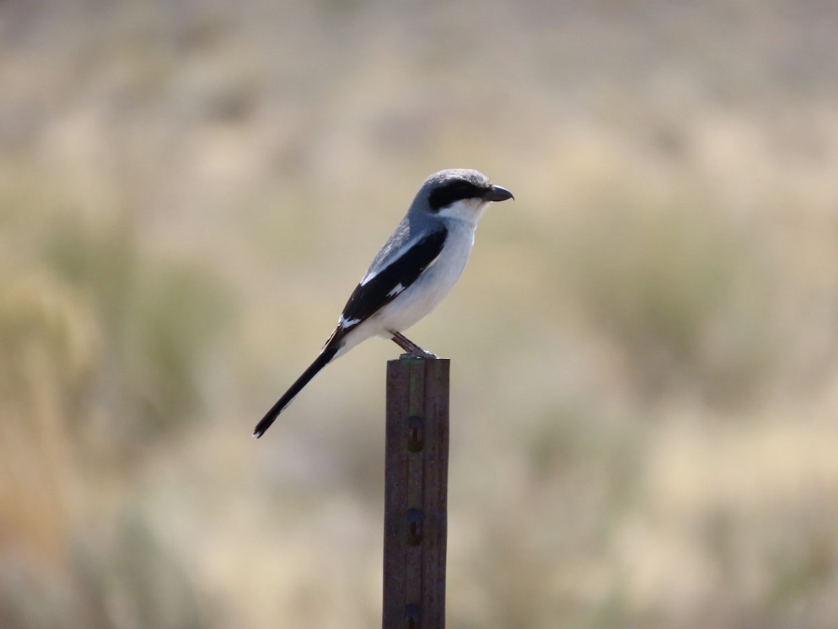 Loggerhead Shrike - ML633706769