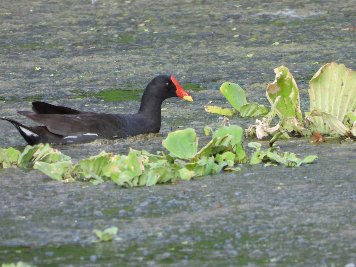 Eurasian Moorhen - ML633706950