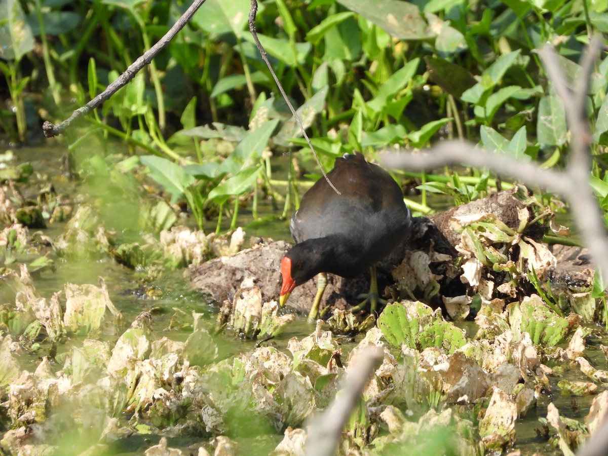 Eurasian Moorhen - ML633706951