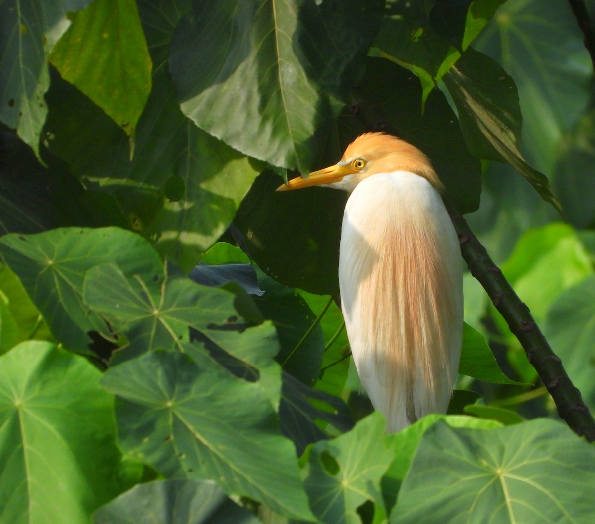 Eastern Cattle-Egret - ML633706961