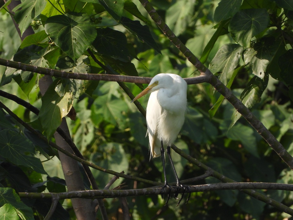 Medium Egret - ML633706968