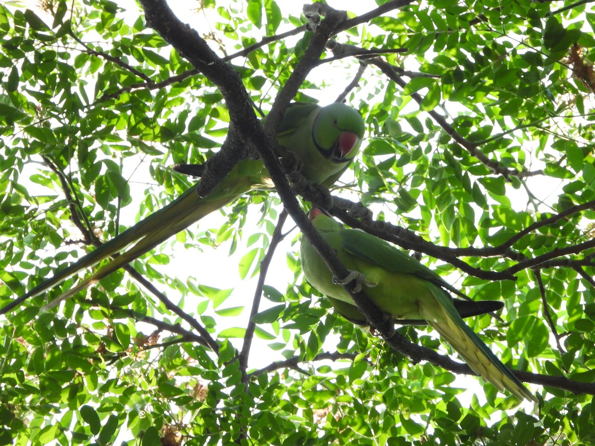 Rose-ringed Parakeet - ML633706984