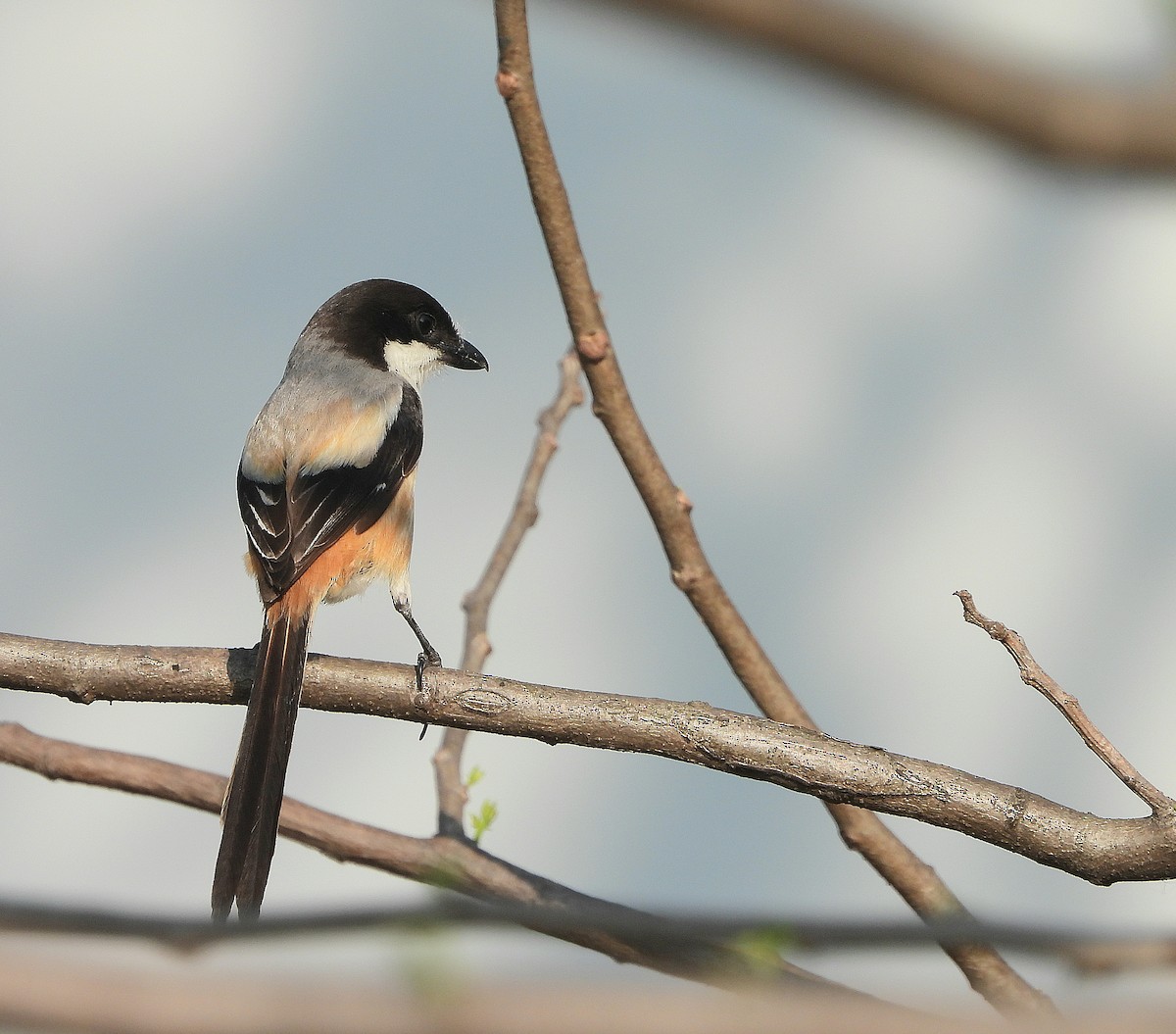 Long-tailed Shrike - ML633706988