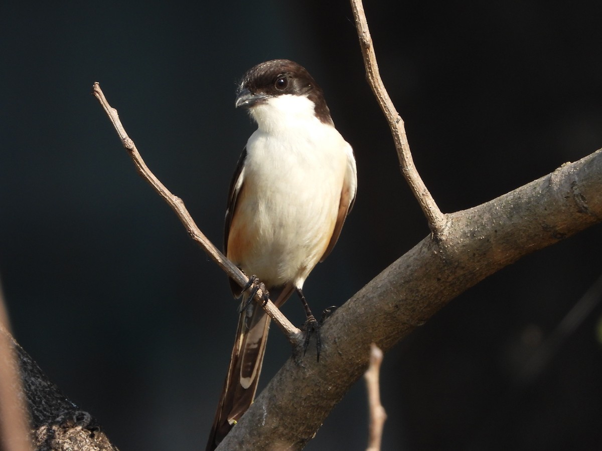 Long-tailed Shrike - ML633706989