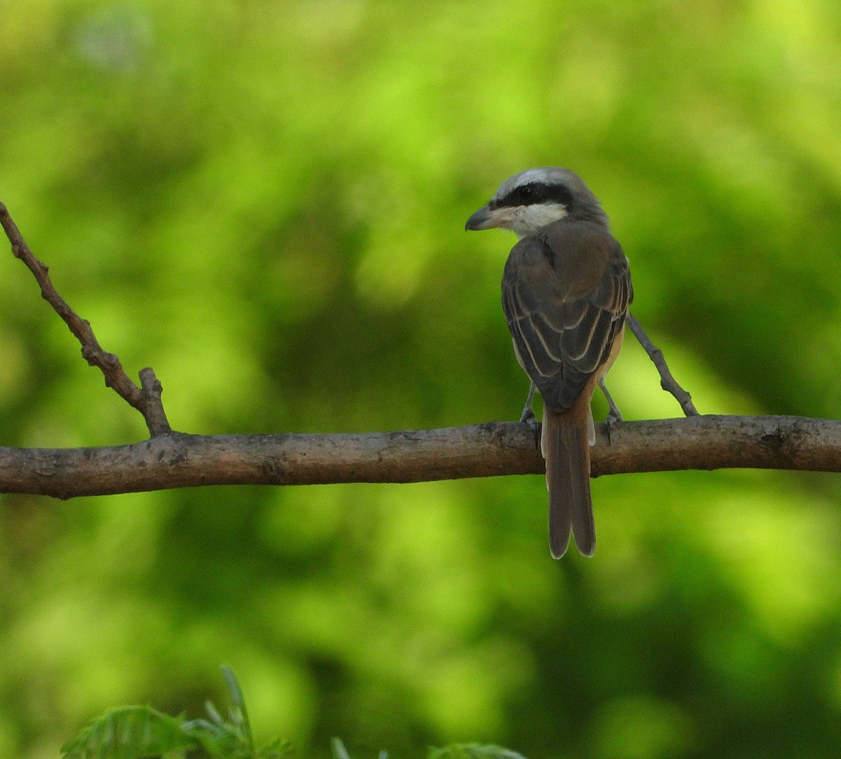 Brown Shrike - ML633706994