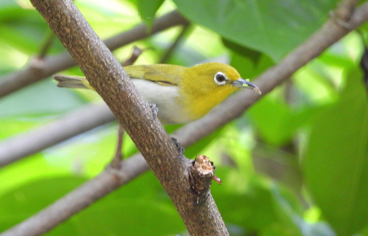 Lowland White-eye - ML633707001