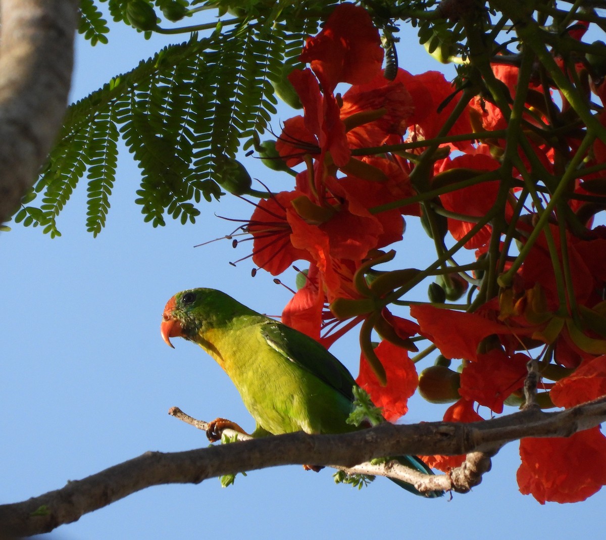 Philippine Hanging-Parrot - ML633707017