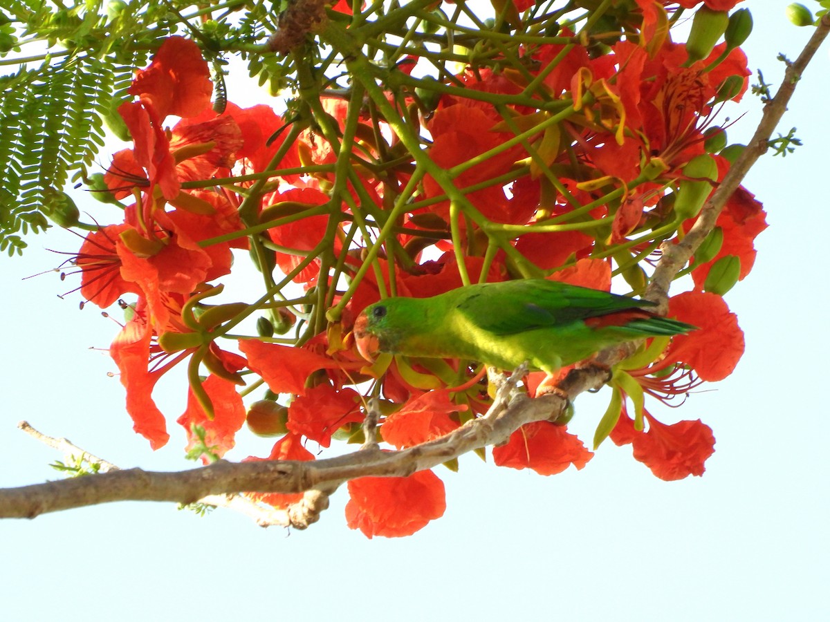 Philippine Hanging-Parrot - ML633707018