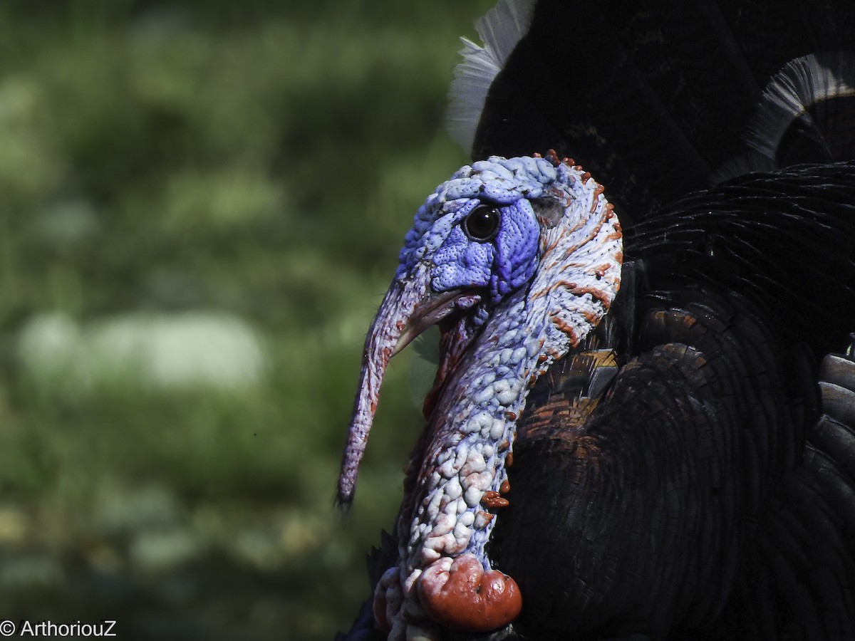 Wild Turkey - ML633707030