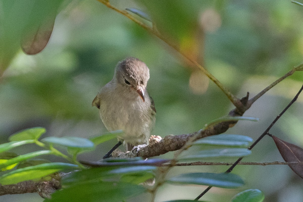 Northern Beardless-Tyrannulet - RJ Baltierra