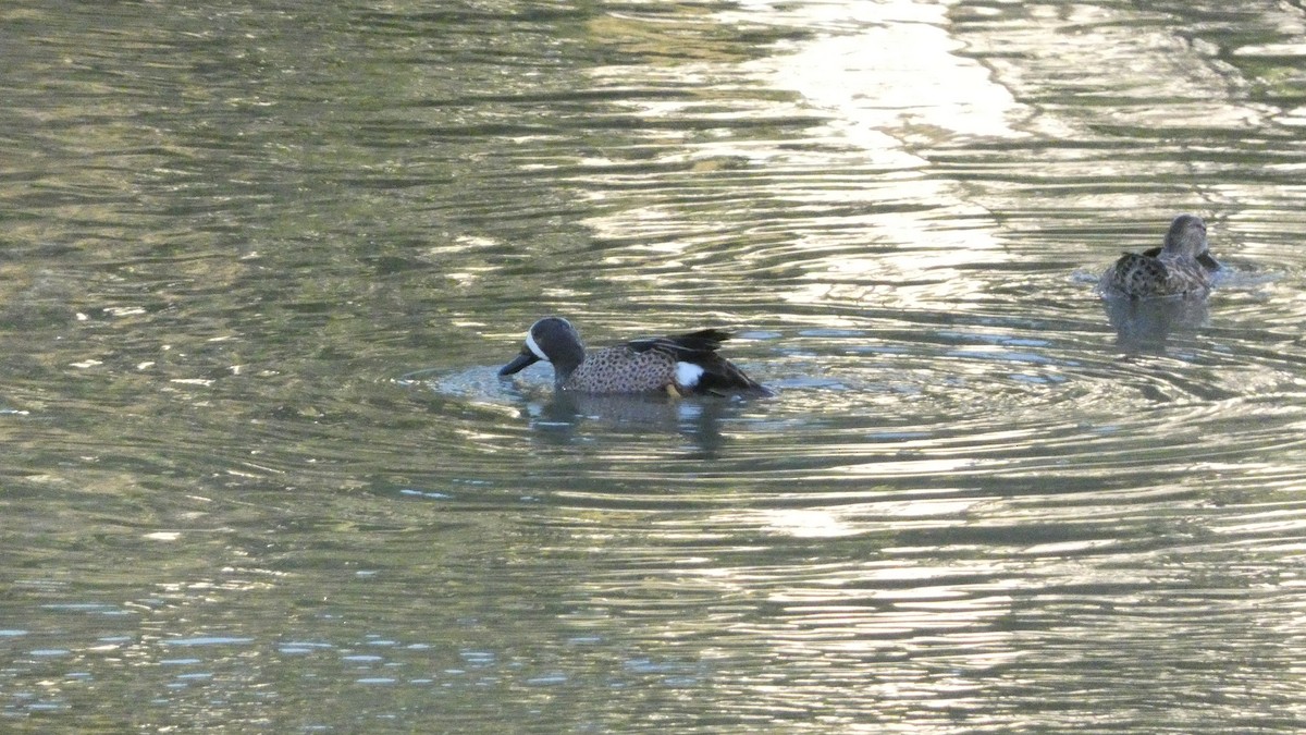 Blue-winged Teal - ML633707234