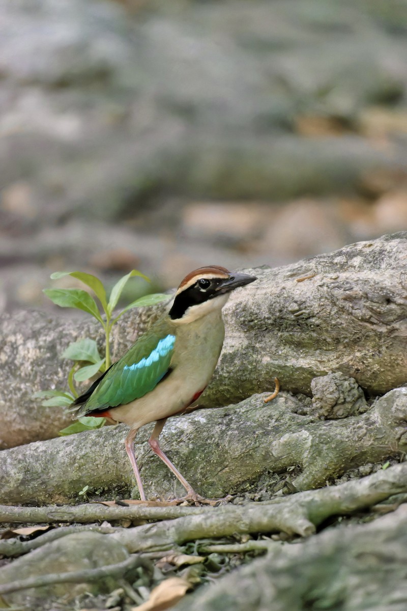 Fairy Pitta - ML633707320