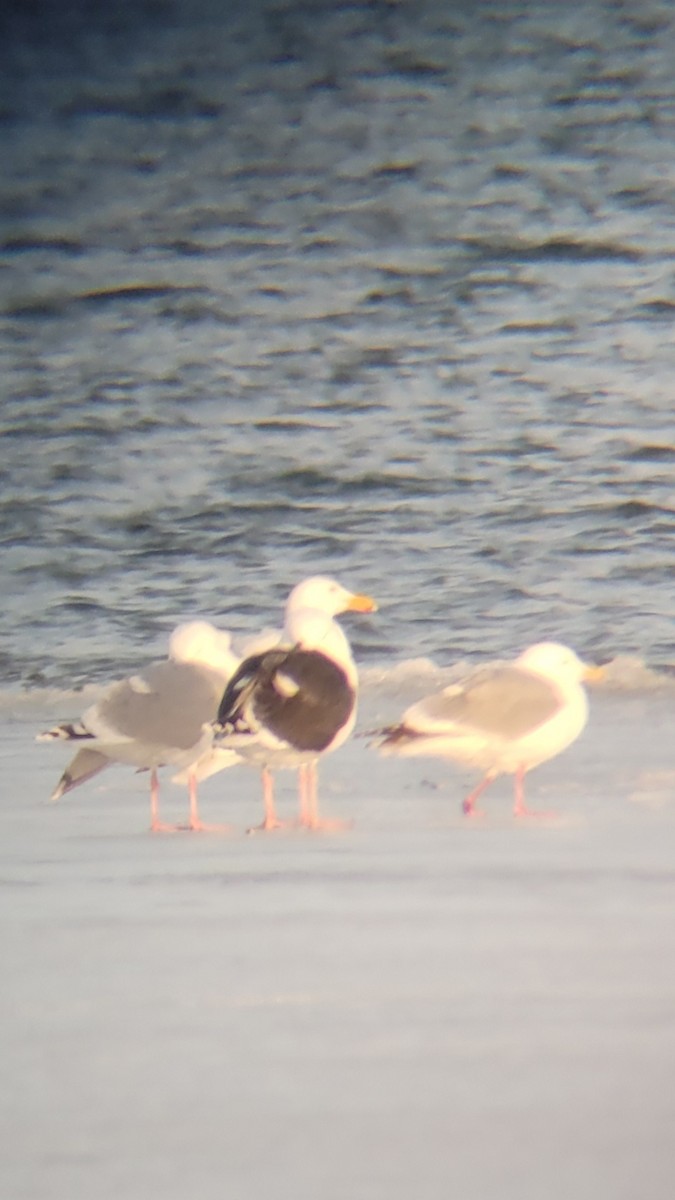Great Black-backed Gull - ML633707541