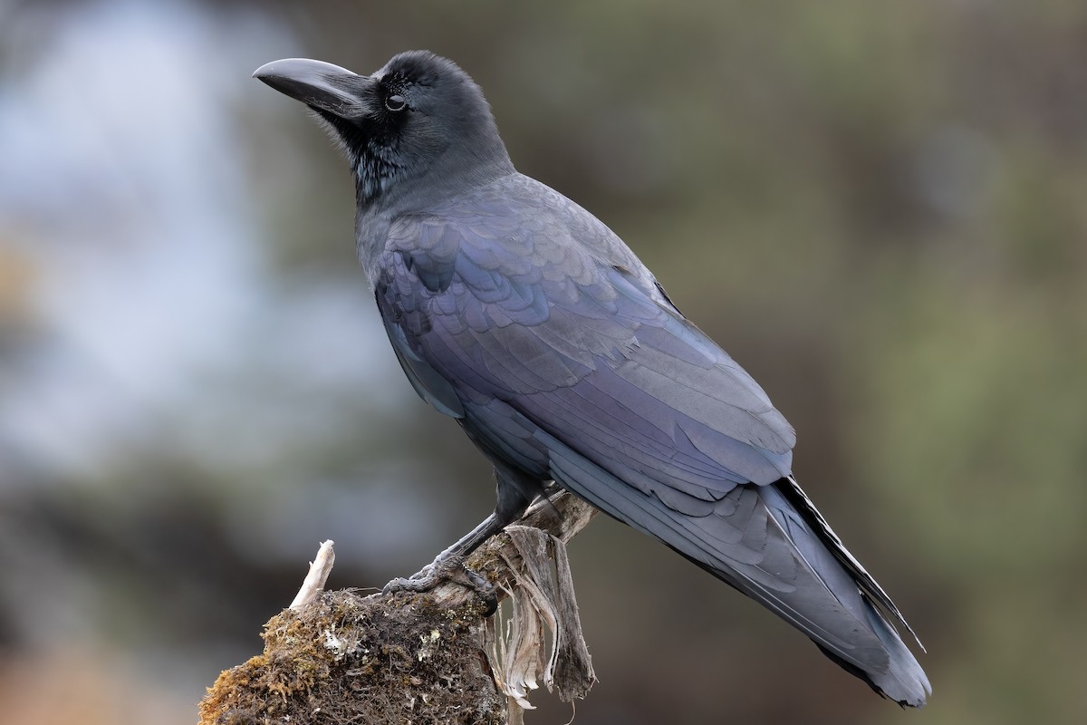 Large-billed Crow - ML633707568