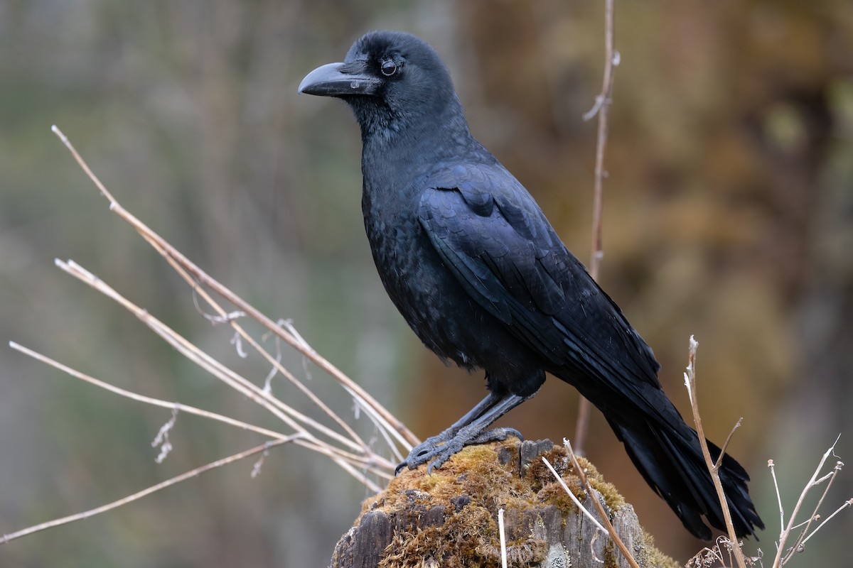 Large-billed Crow - ML633707569