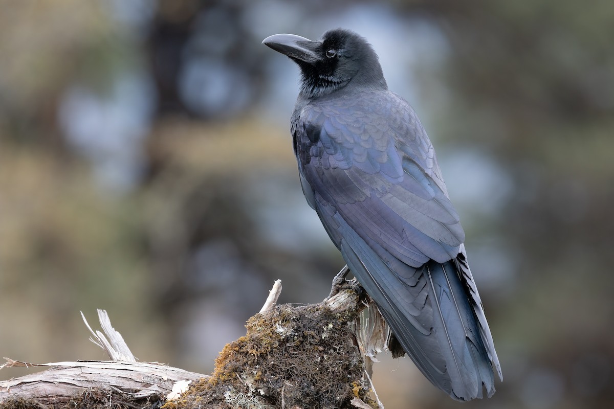 Large-billed Crow - ML633707570