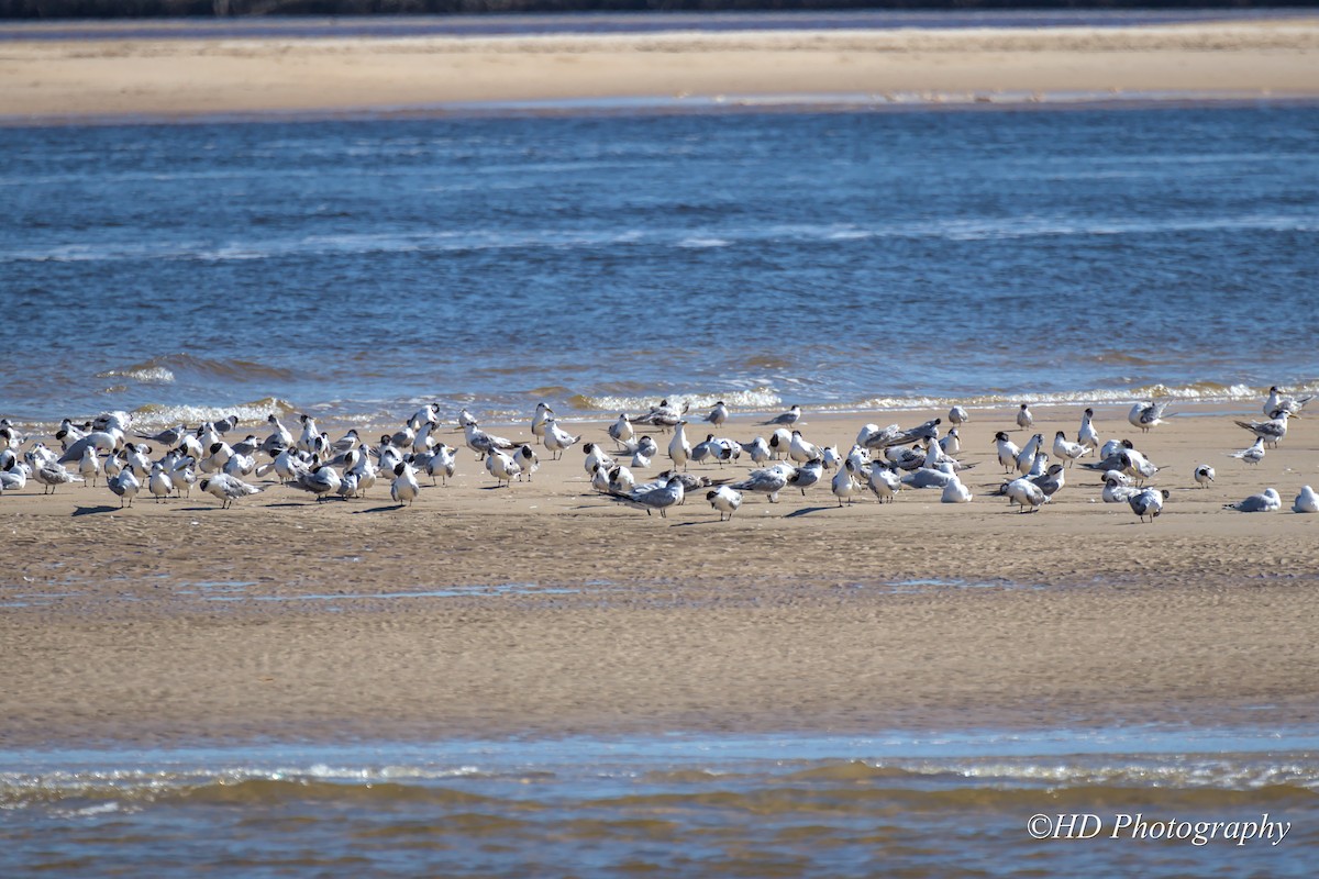 Great Crested Tern - ML633707584
