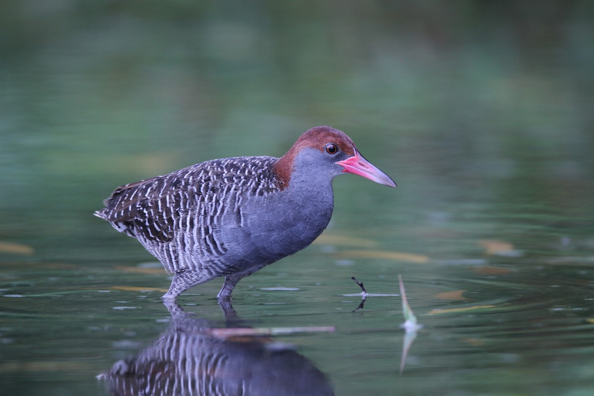 Slaty-breasted Rail - ML633707617