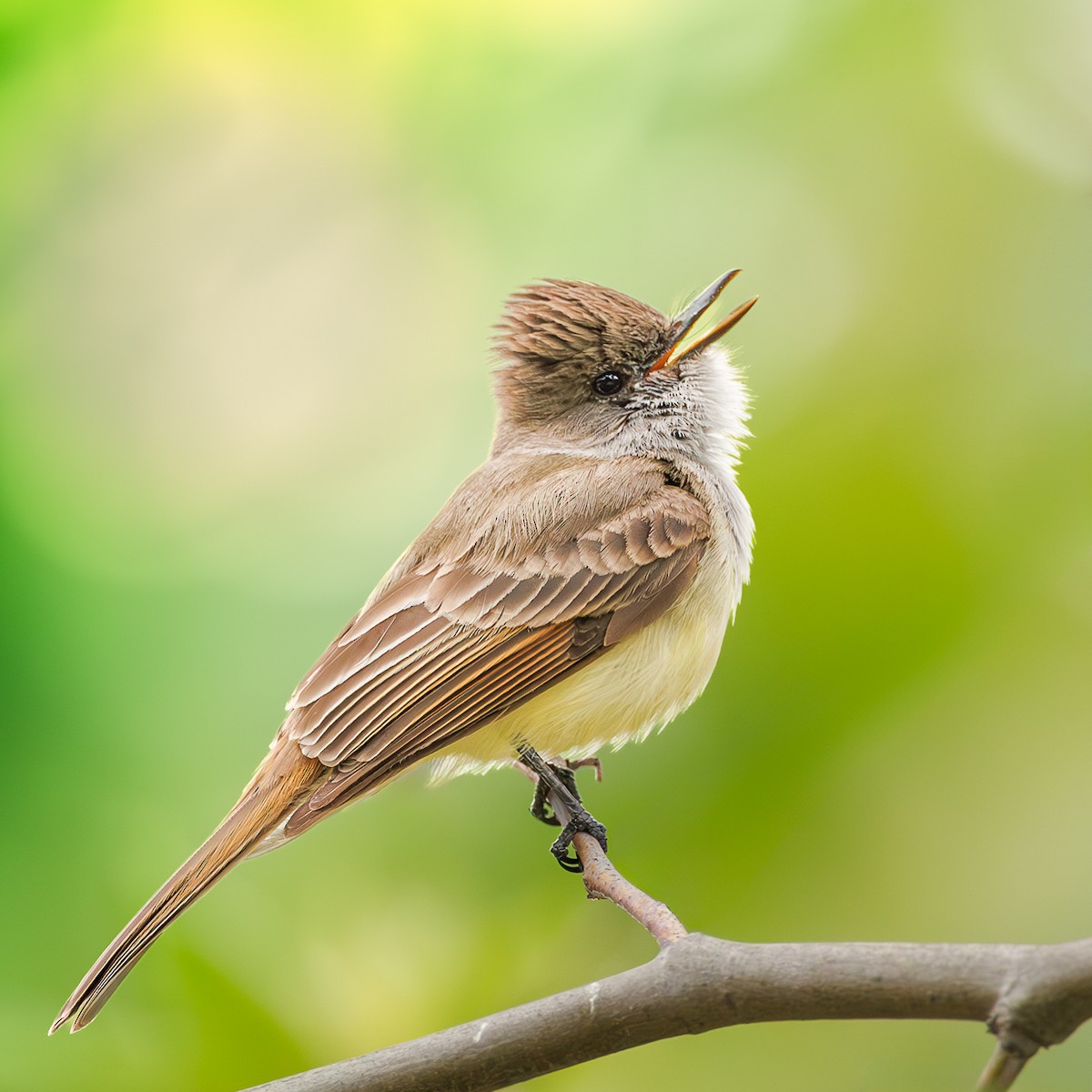 Dusky-capped Flycatcher - ML633707680