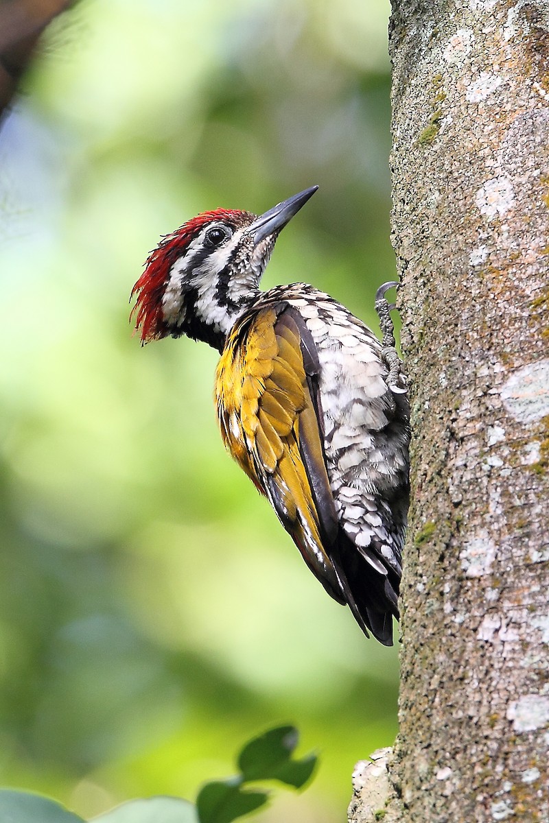 Common Flameback - ML633707710