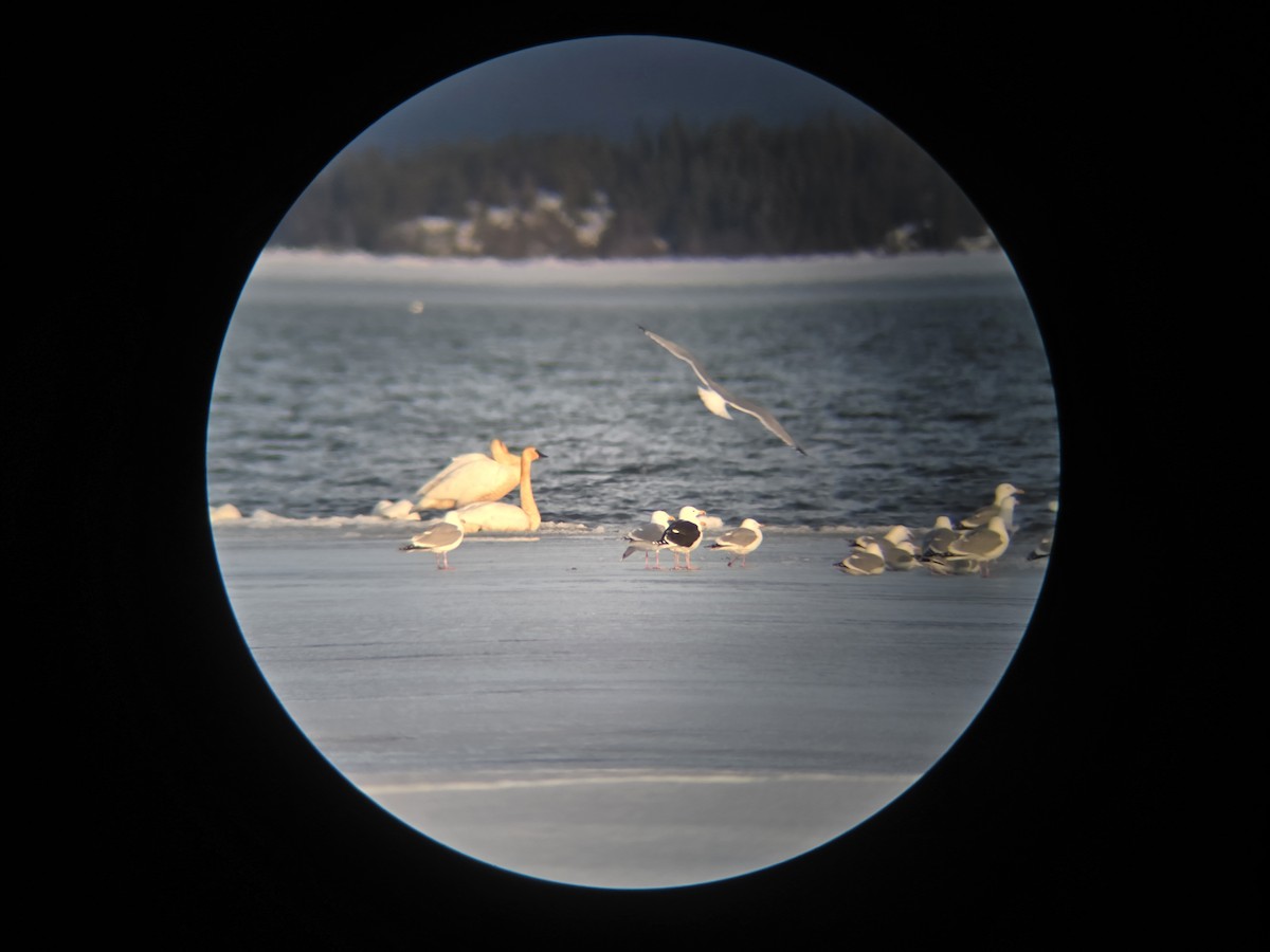 Great Black-backed Gull - ML633707743