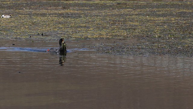 Giant Coot - ML633707771