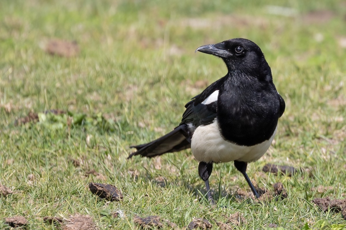 Black-rumped Magpie - ML633707784