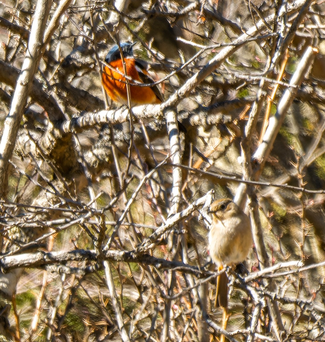 White-throated Redstart - ML633707901