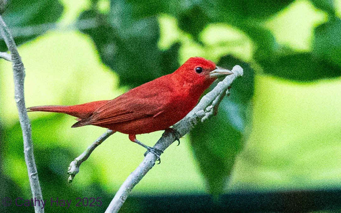 Summer Tanager - Cathy Hay