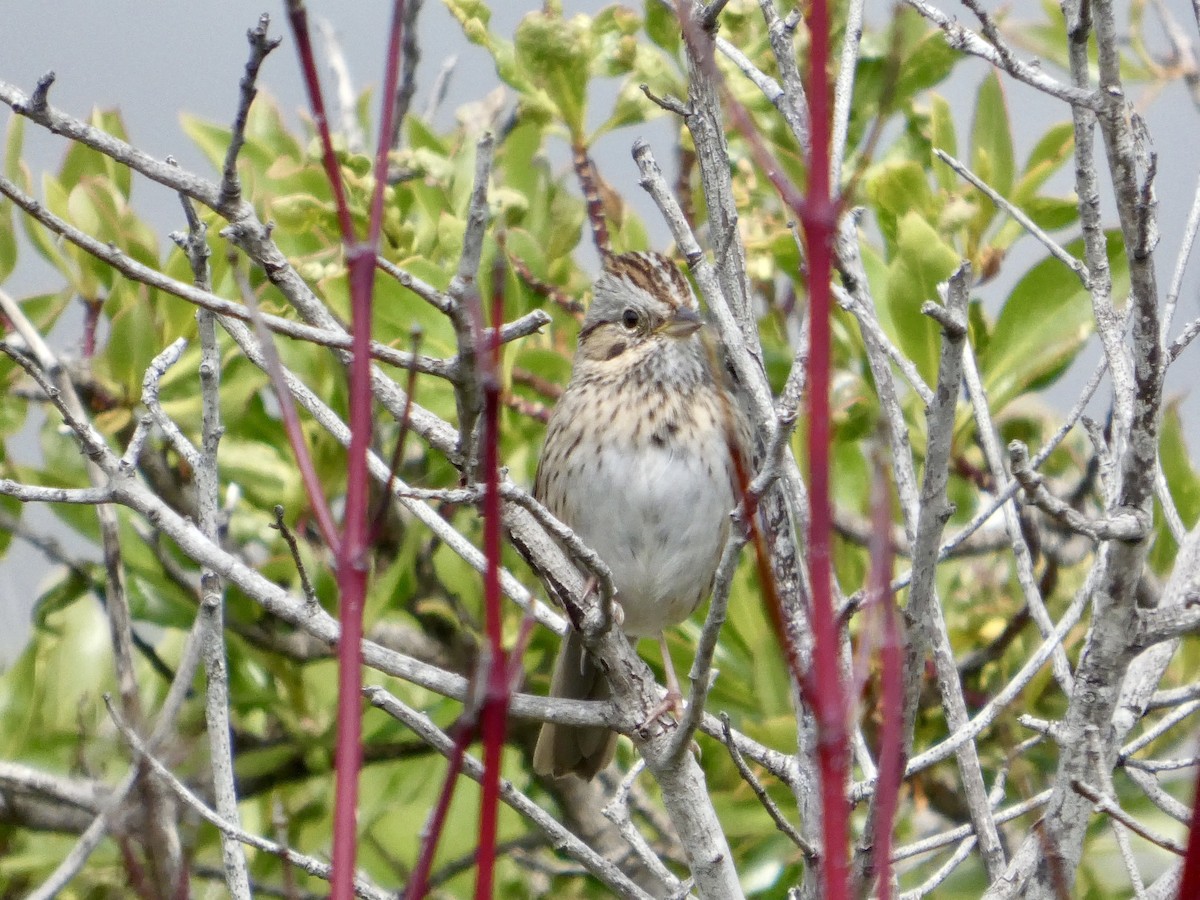 Lincoln's Sparrow - ML633708072
