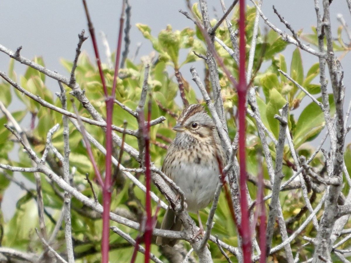 Lincoln's Sparrow - ML633708073