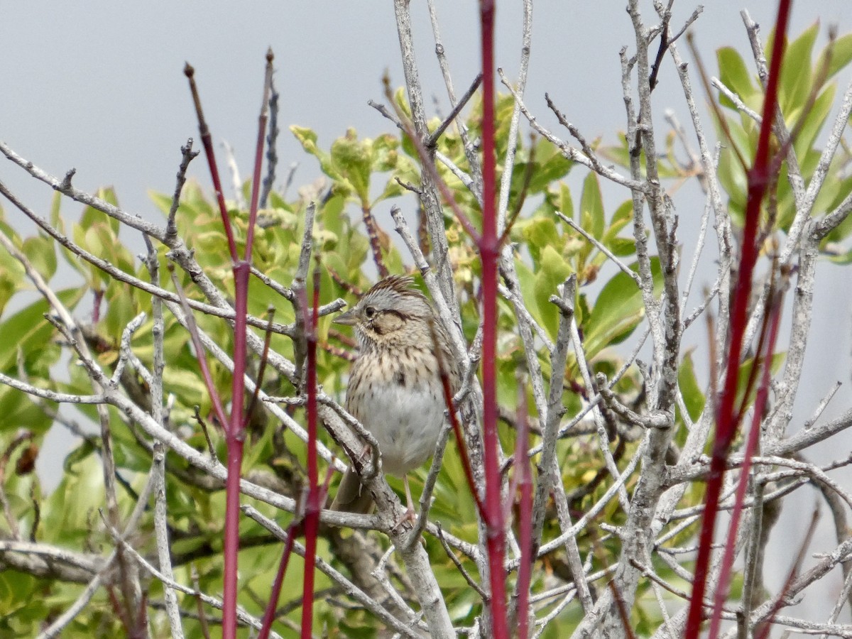 Lincoln's Sparrow - ML633708074