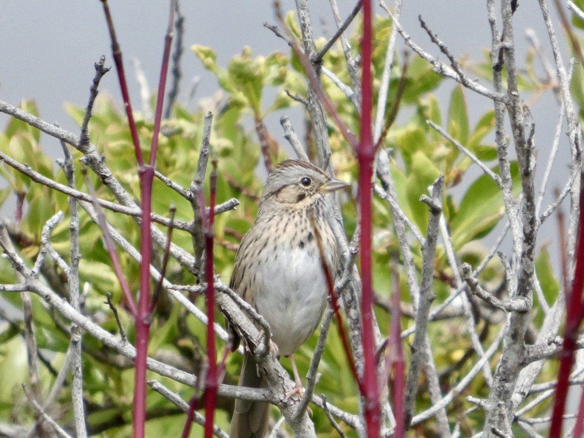 Lincoln's Sparrow - ML633708075